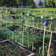 Image for article titled 3 White Women Harassed a Black Gardener for More than a Year. He Got Hit With Stalking Charges